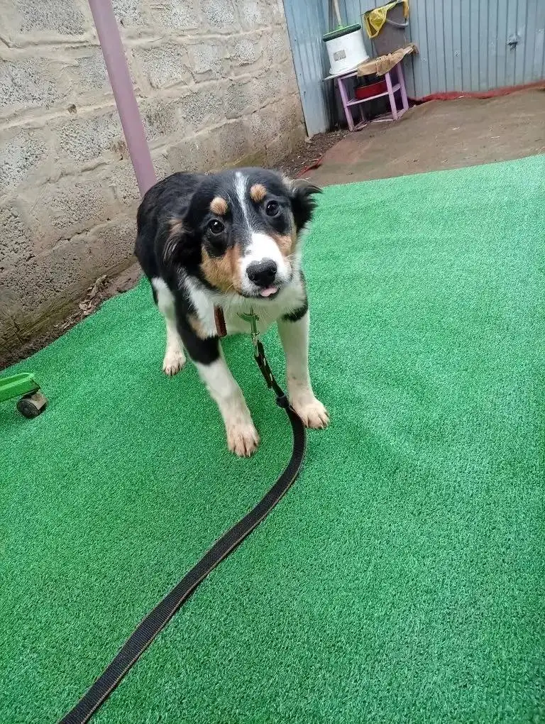 Щенки в добрые руки - Собаки (Животные) в Саратов /Энгельс