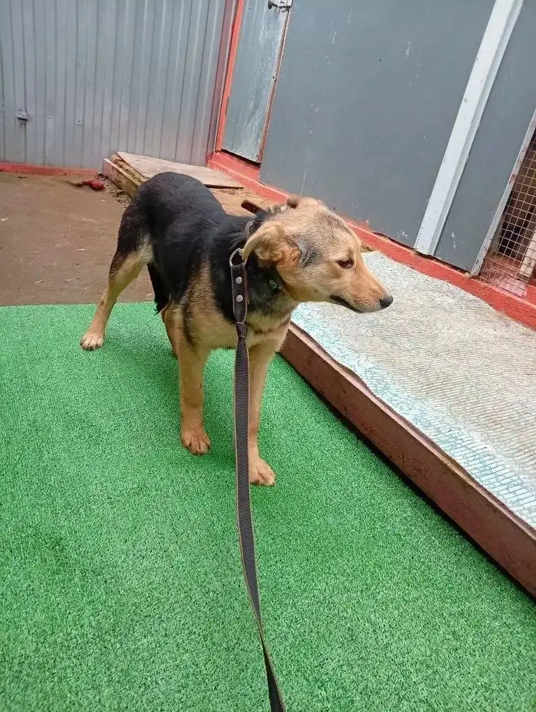 Щенки в добрые руки - Собаки (Животные) в Саратов /Энгельс