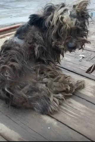 Срочно нужна помощь маленькой собаке с грыжей в Балаково - Животные в Балаково