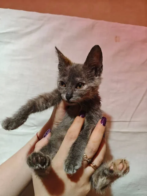 Сбор на лечение кошки Тучки от лишая - Кошки в Саратов