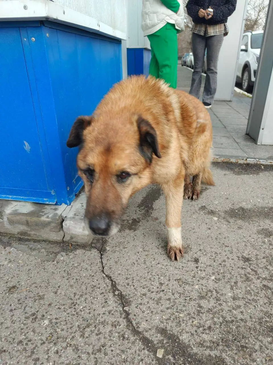 Ищет дом старому брошенному псу в Саратове - Собаки (Животные) в Саратов