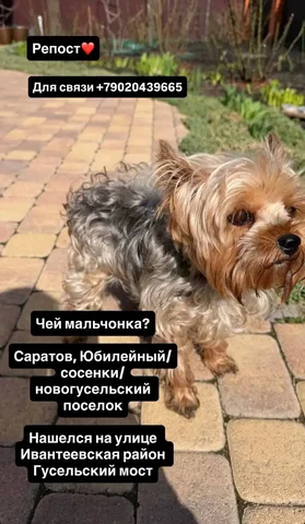 Найден йоркширский терьер в Саратове - Животные в Саратов