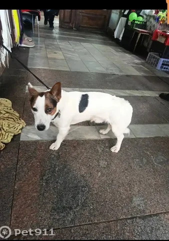 Найдена собака в Саратове - Животные в Саратов