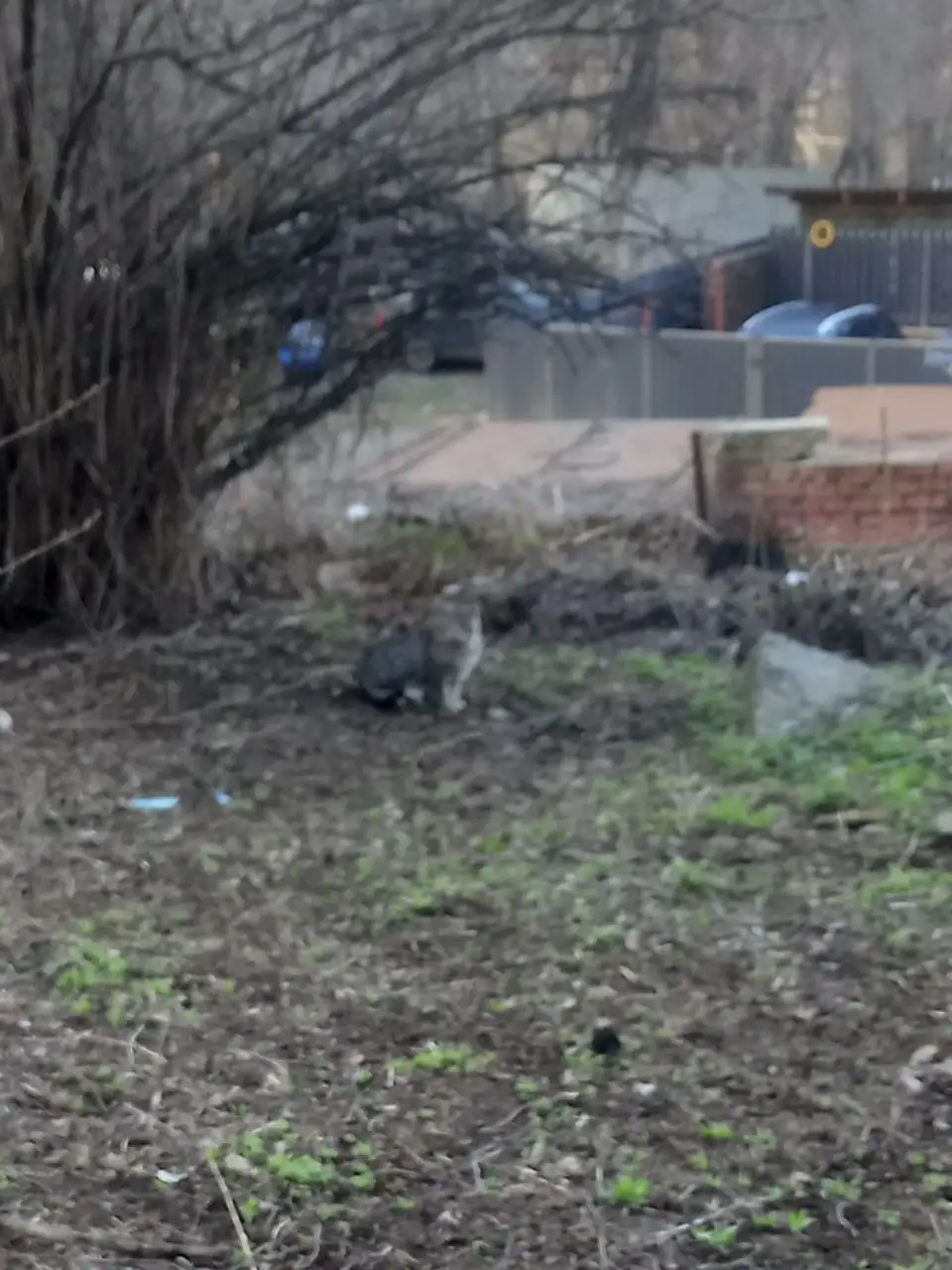 Потерявшиеся кошки на ул. Высокий - Животные в Саратов