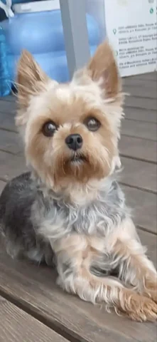 Пропала собака породы йоркширский терьер по кличке Бася - Животные в Саратов