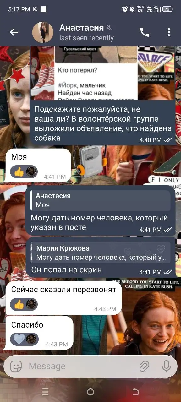 Найден йорк у Гусельского моста в Саратове - Собаки (Животные) в Саратов