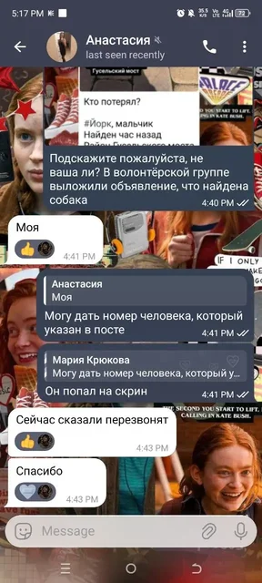 Найден йорк у Гусельского моста в Саратове - Животные в Саратов