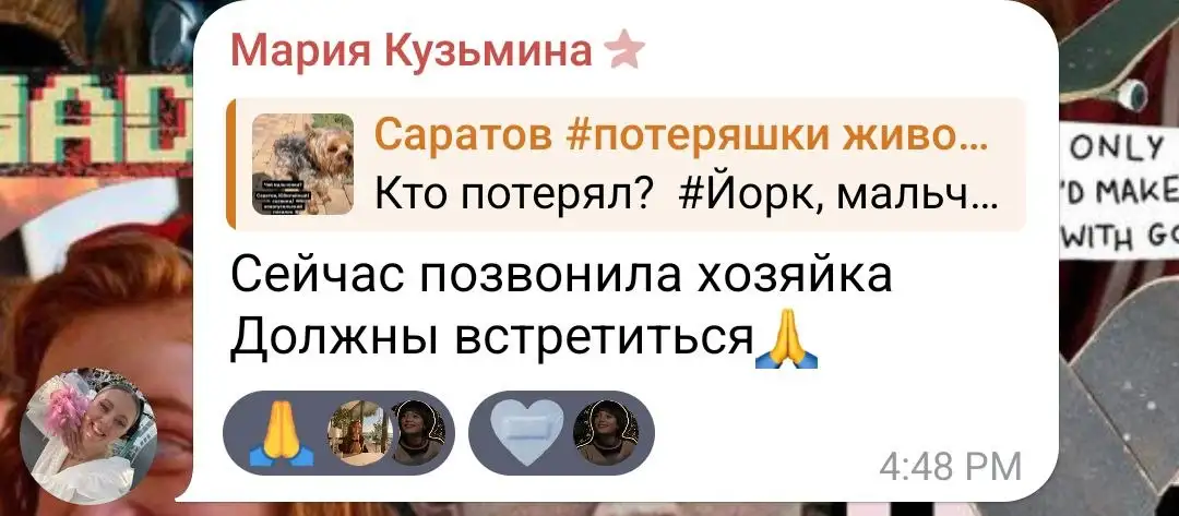 Найден йорк у Гусельского моста в Саратове - Собаки (Животные) в Саратов