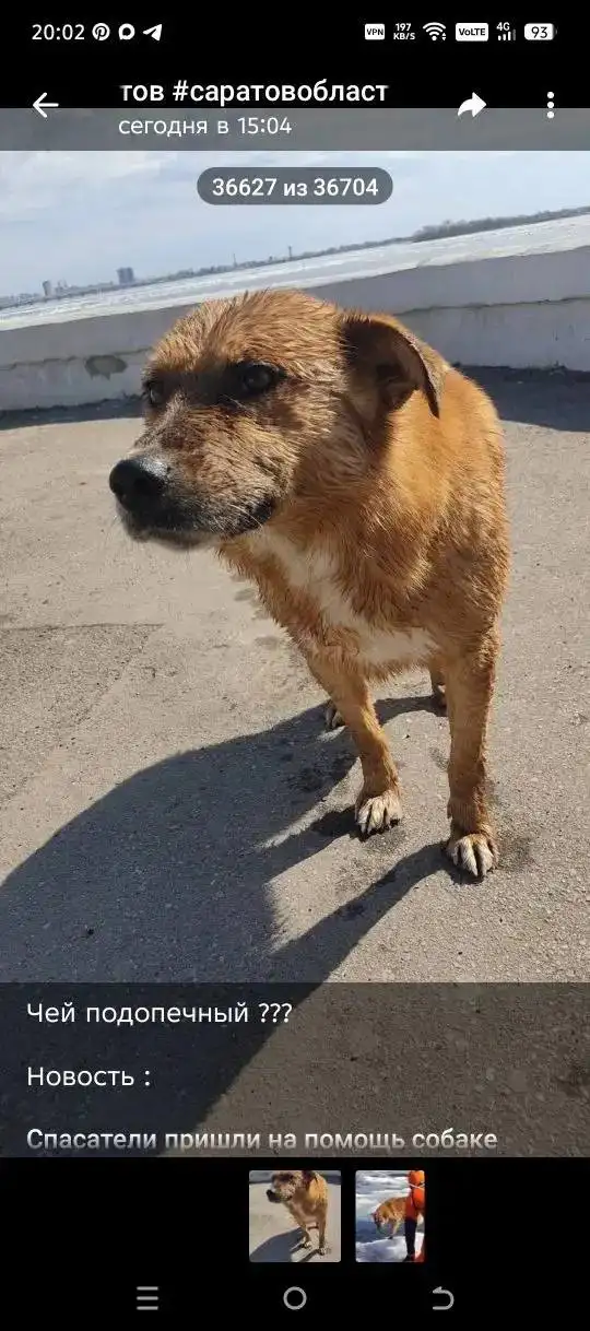 Потеряна собака в Саратове - Собаки (Животные) в Саратов