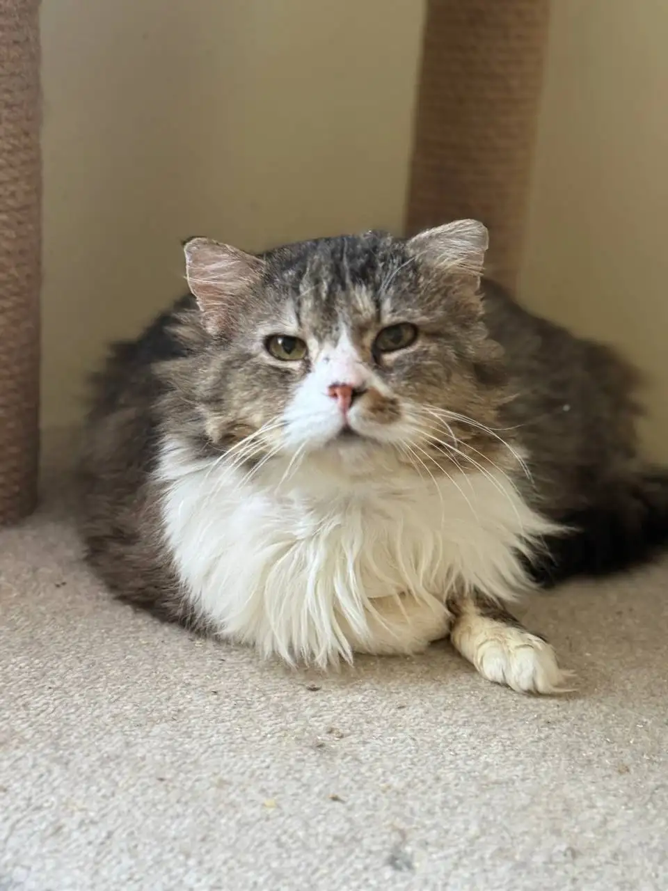 Сбор на передержку кота Барина - Кошки (Животные) в Саратов