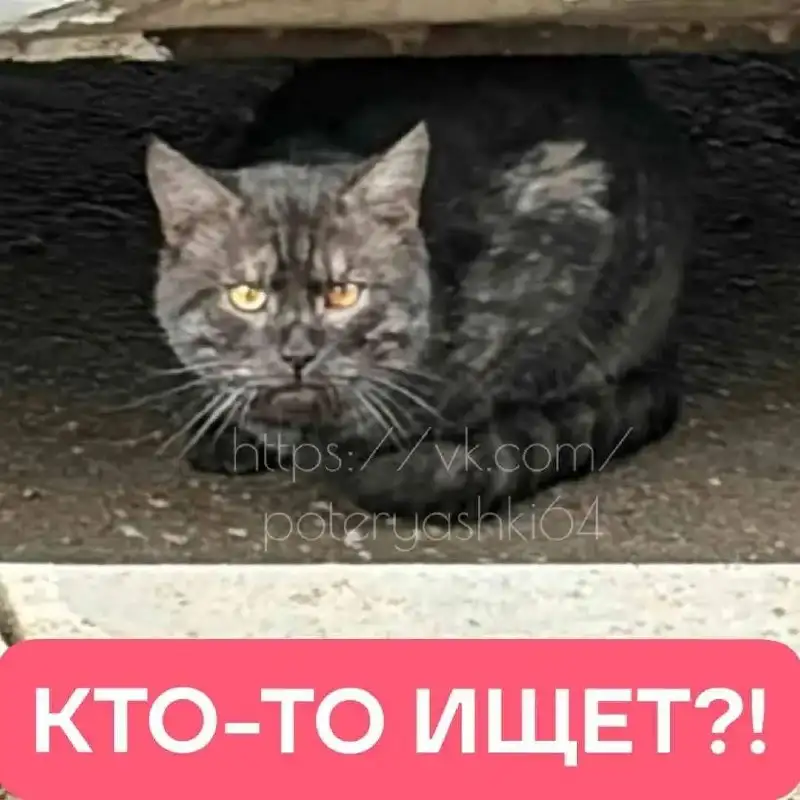 Потерянный кот в Саратове - Кошки (Животные) в Саратов