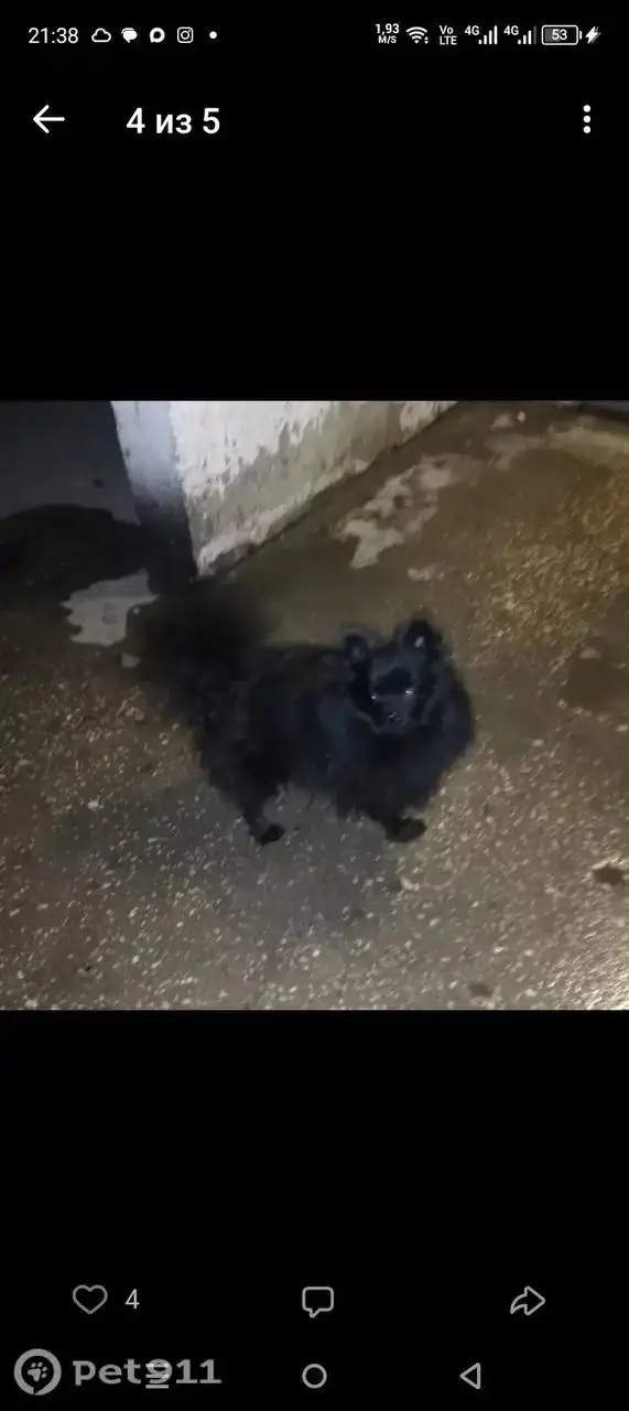 Пропала собака в Саратове - Животные в Саратов