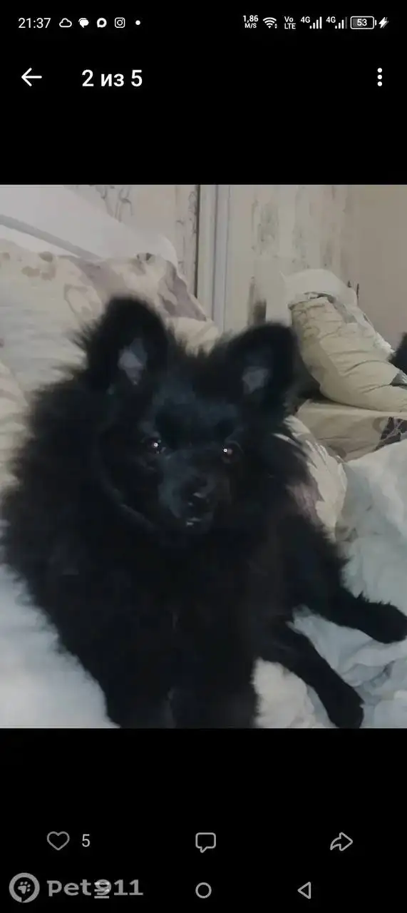 Пропала собака в Саратове - Животные в Саратов