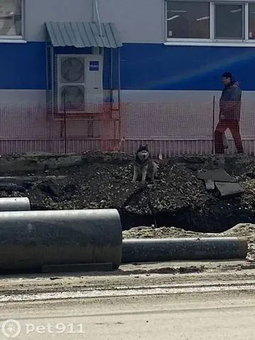 Найдена собака породы хаски в Саратове - Животные в Саратов