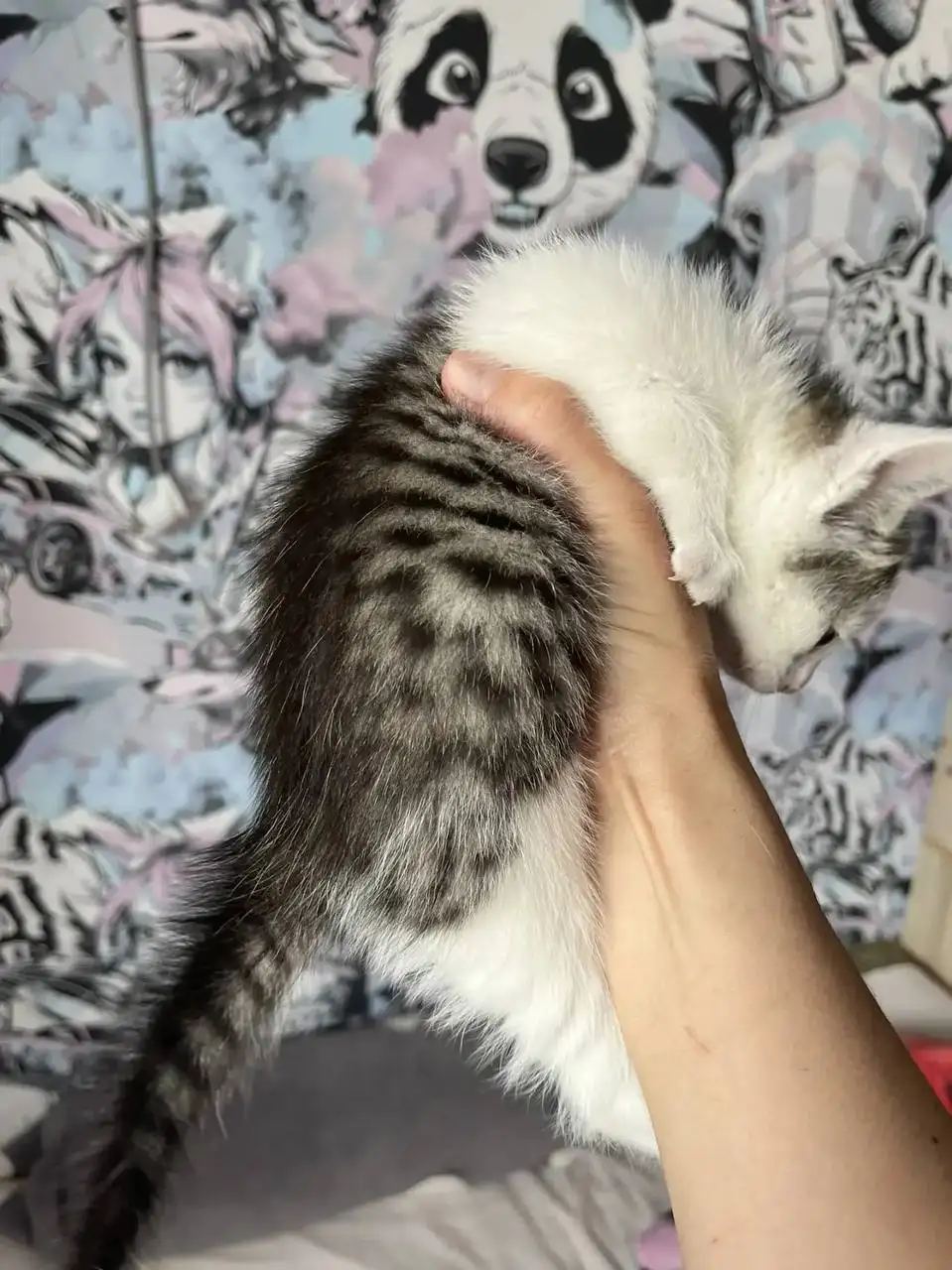 Тихий котенок мальчик в добрые руки - Кошки (Животные) в Саратов