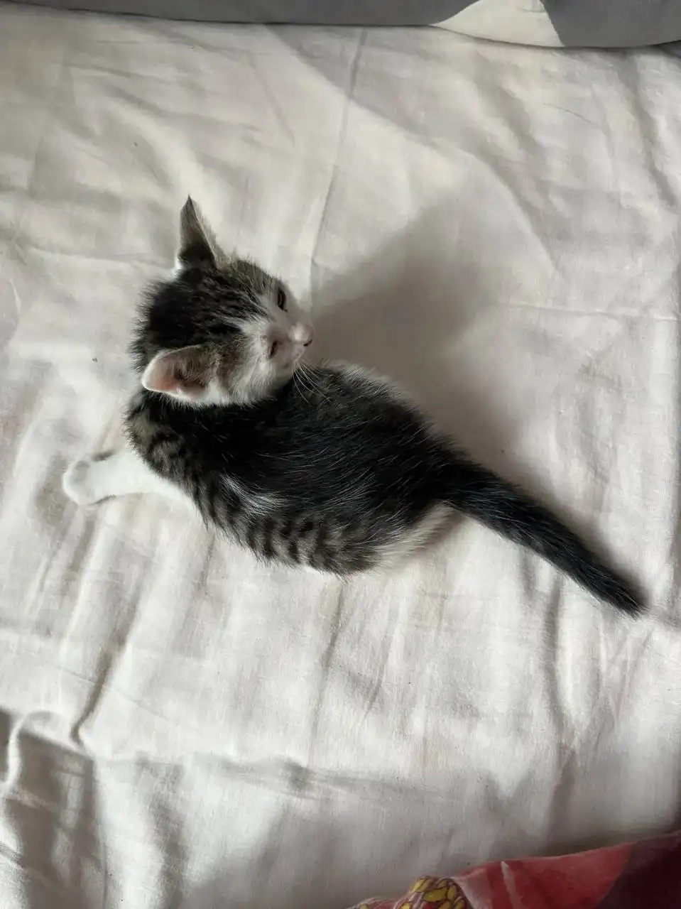 Тихий котенок мальчик в добрые руки - Кошки (Животные) в Саратов