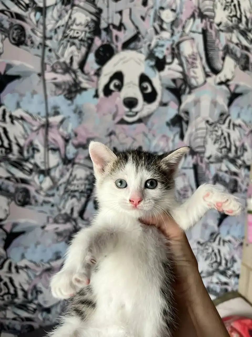 Тихий котенок мальчик в добрые руки - Кошки (Животные) в Саратов