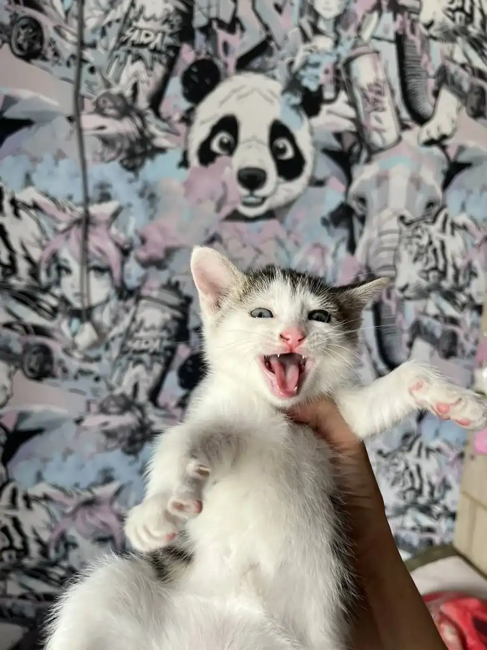 Тихий котенок мальчик в добрые руки - Кошки (Животные) в Саратов