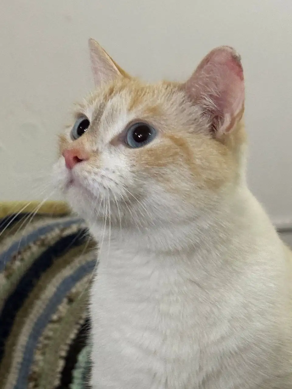 Пристрой кота Оливера - Кошки (Животные) в Саратов