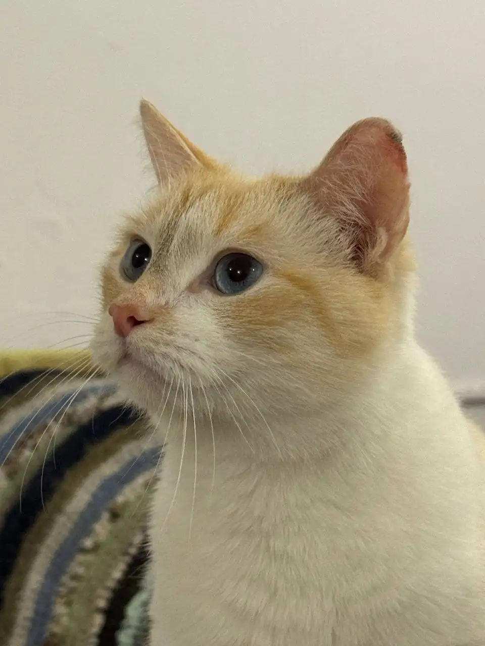 Пристрой кота Оливера - Кошки (Животные) в Саратов