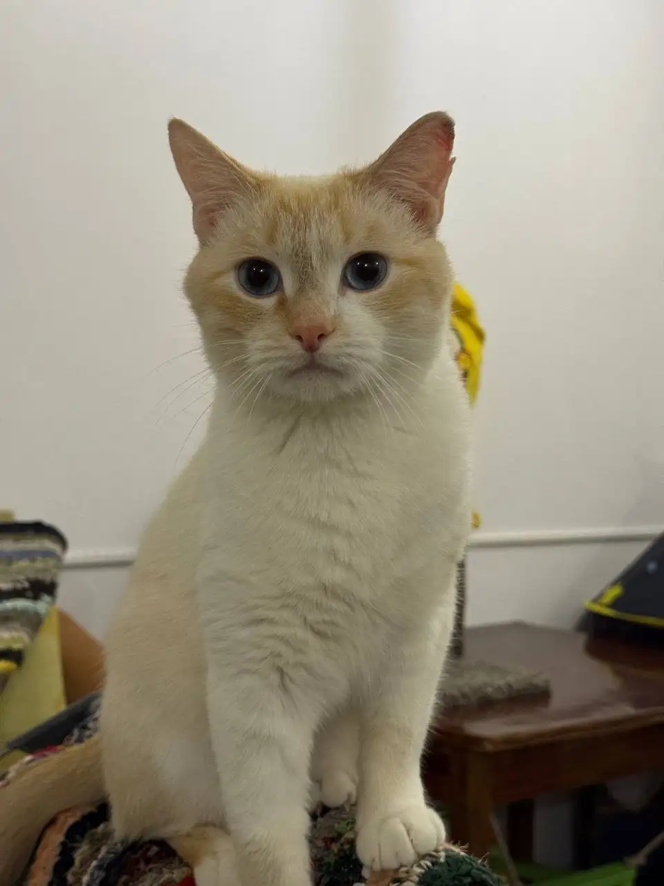 Пристрой кота Оливера - Кошки (Животные) в Саратов