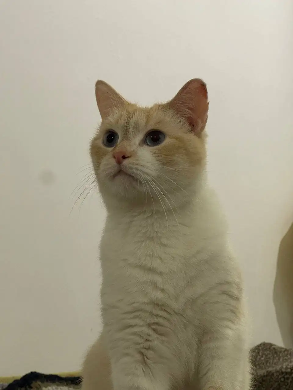 Пристрой кота Оливера - Кошки (Животные) в Саратов