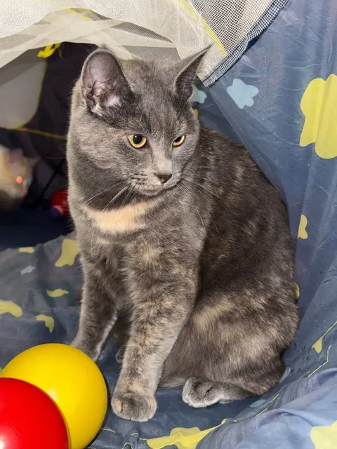 Пристройство кошки Царица в Саратове - Кошки в Саратов