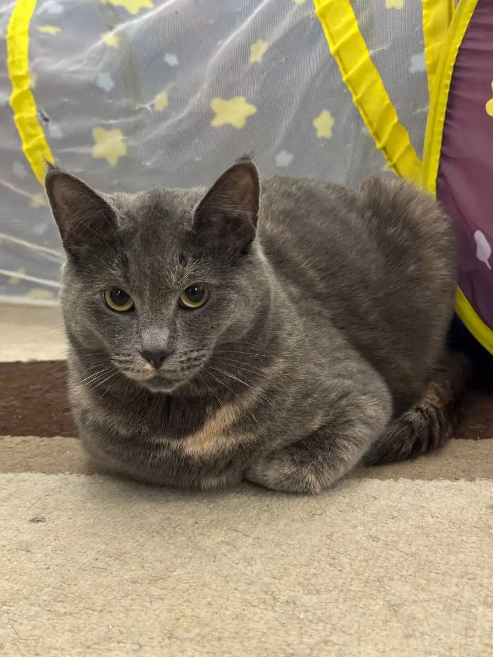 Пристройство кошки Царица в Саратове - Кошки (Животные) в Саратов