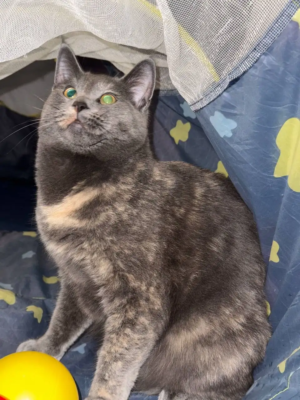 Пристройство кошки Царица в Саратове - Кошки (Животные) в Саратов