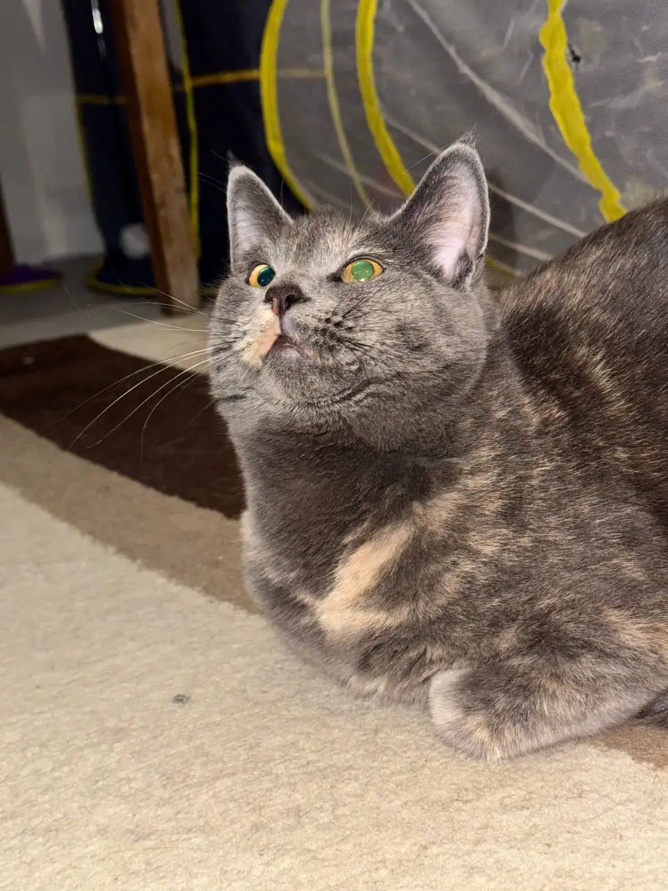 Пристройство кошки Царица в Саратове - Кошки (Животные) в Саратов