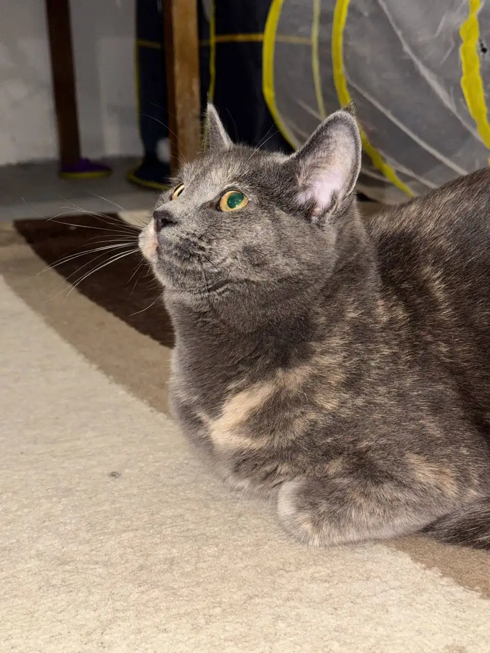 Пристройство кошки Царица в Саратове - Кошки (Животные) в Саратов