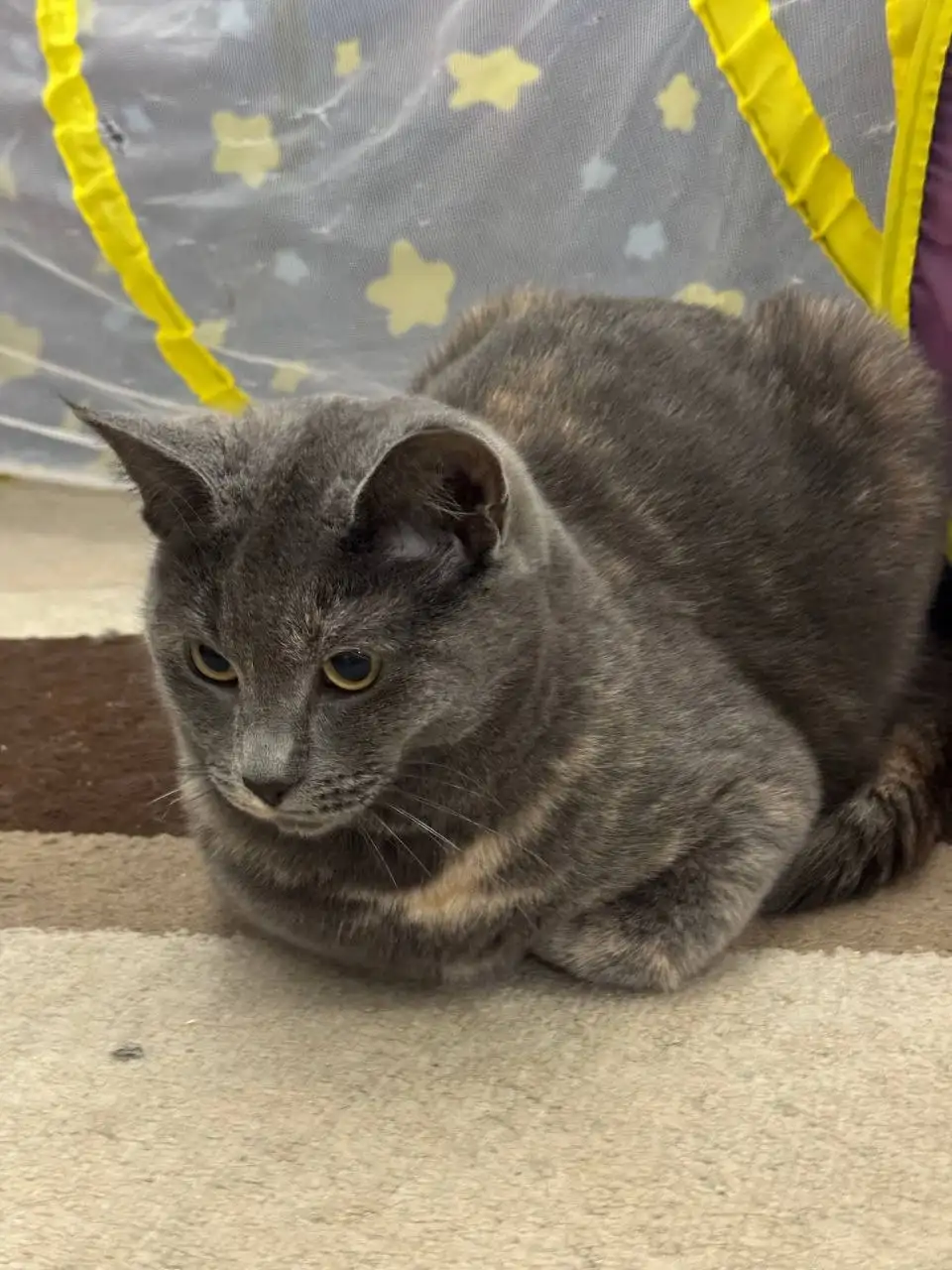 Пристройство кошки Царица в Саратове - Кошки (Животные) в Саратов