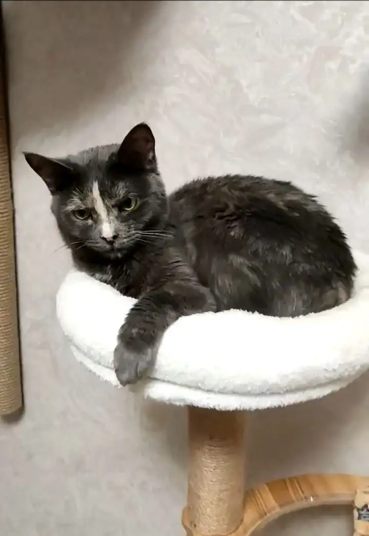 Отчёт по лечению кошки Кейси - Лечение (Животные) в Саратов