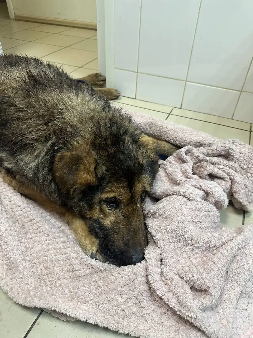 Помощь в оплате передержки для пса Балбес - Животные в Саратов