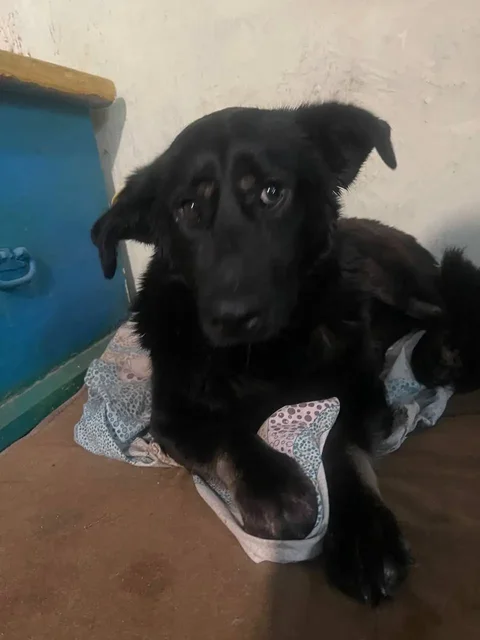 Сбор средств на лечение и передержку кота Кабачка после ДТП - Животные в Саратов