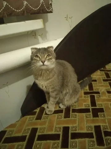 Кошечка вислоушка ищет дом в Калининске - Кошки в Калининск