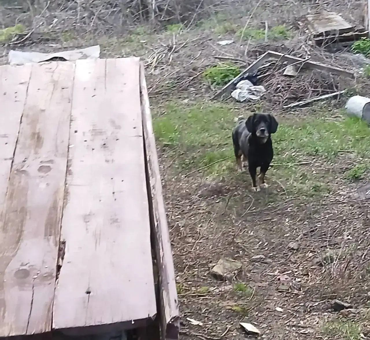 Потеряшка в Нагорном проезду - Животные в Саратов