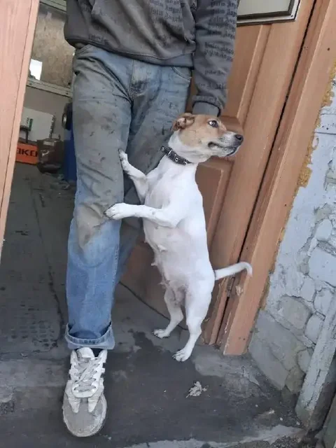 Кошечка ищет новых хозяев из-за аллергии - Кошки в Саратов