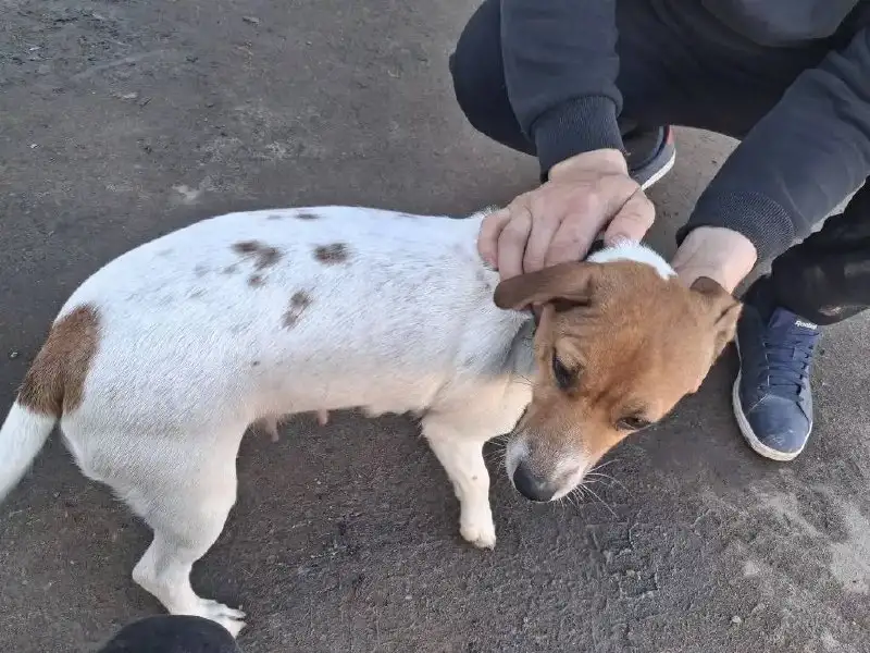 Кошечка ищет новых хозяев из-за аллергии - Кошки (Животные) в Саратов