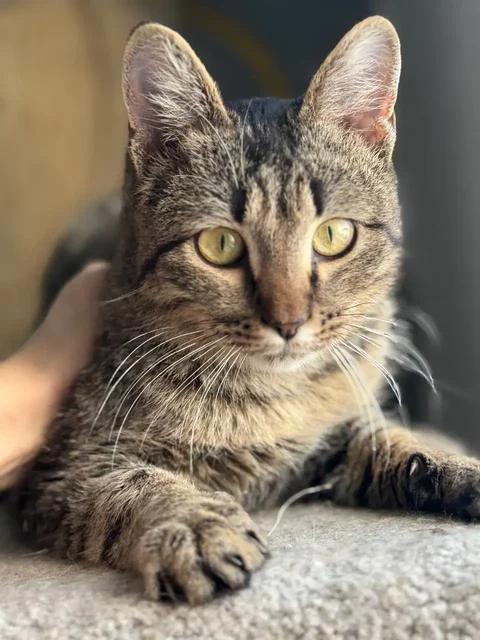 Сбор средств на лечение животного - Животные в Саратов