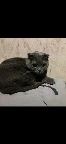 Кот сирота 8 лет в Саратове - частное объявление в Саратов