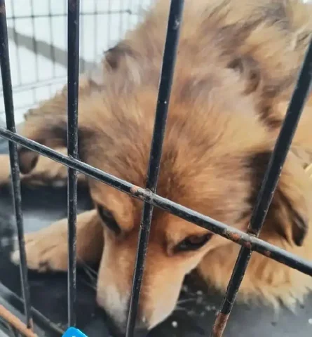 Потерялась собака в районе Комсомольского - Животные в Саратов