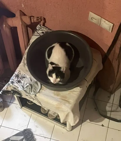 Пропала кошка в Саратове - Животные в Саратов