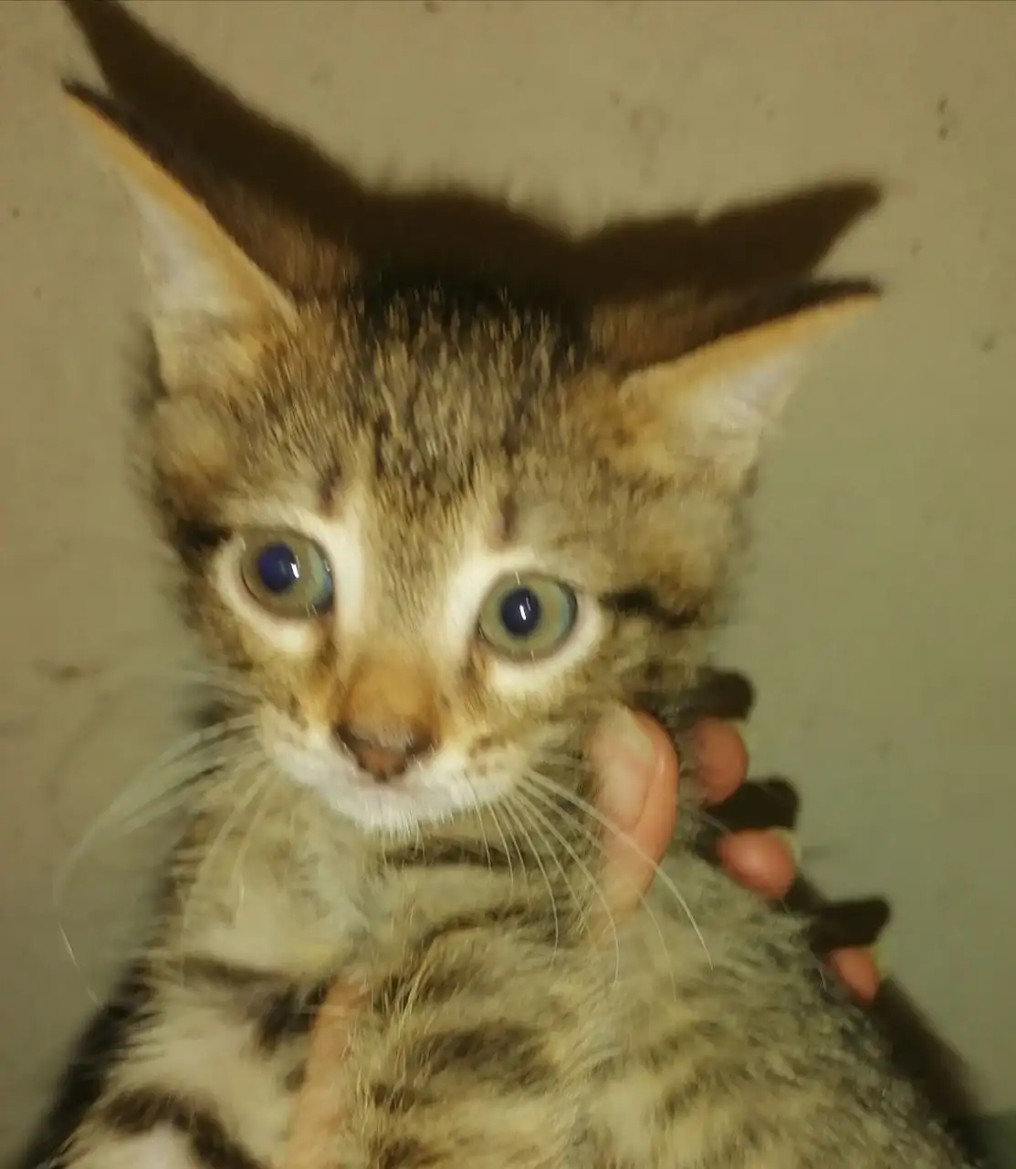 Пристройство котят в Саратове - Кошки (Животные) в Саратов