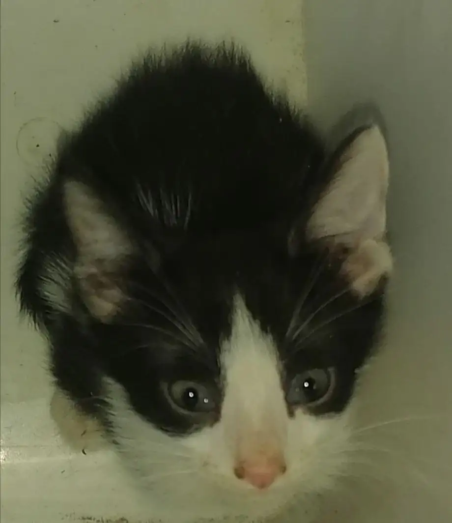 Пристройство котят в Саратове - Кошки (Животные) в Саратов