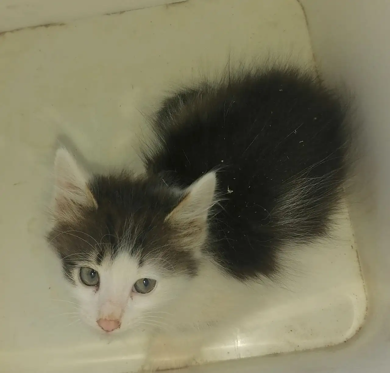 Пристройство котят в Саратове - Кошки (Животные) в Саратов