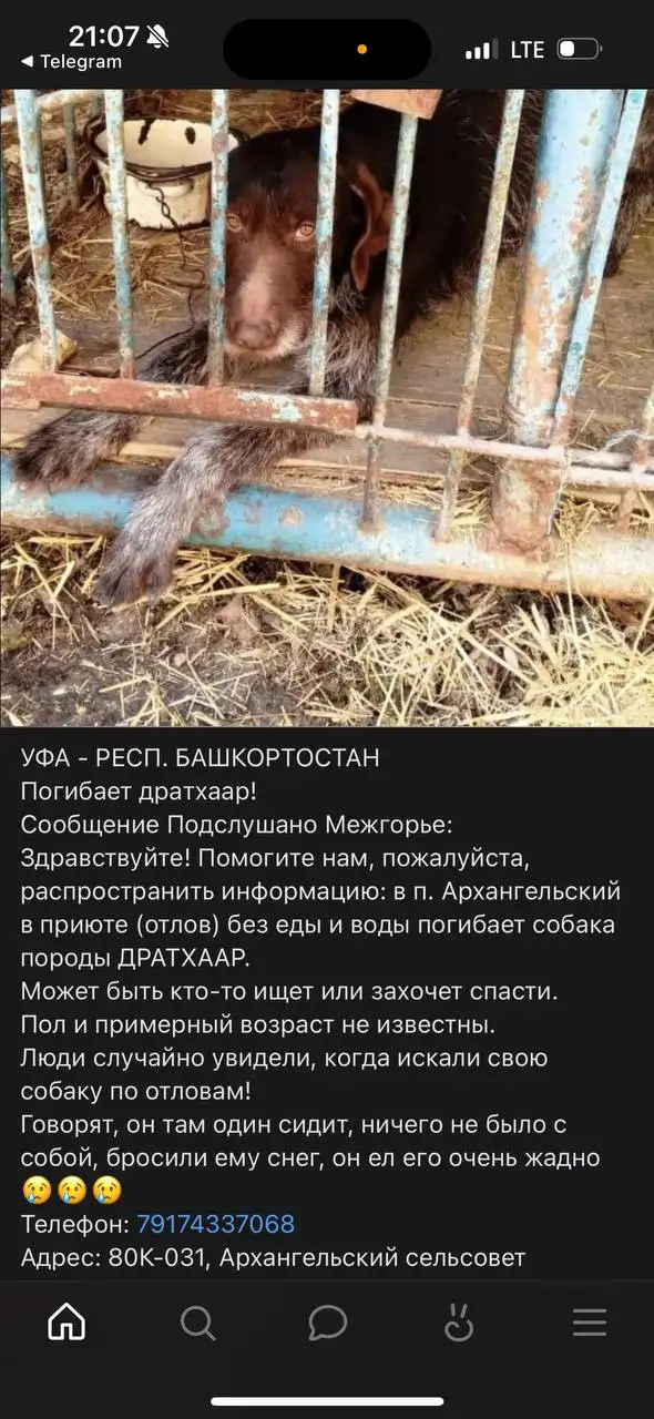 Поиск хозяев для животных в Саратове - Кошки и собаки (Животные) в Саратов