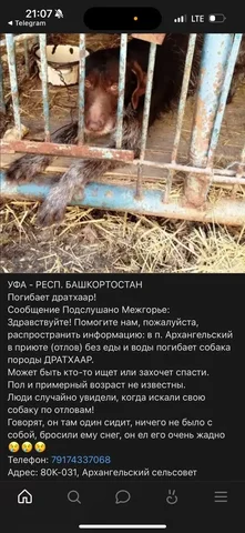 Поиск хозяев для животных в Саратове - Животные в Саратов