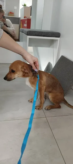 Найдена маленькая рыжая собачка - Животные в Саратов