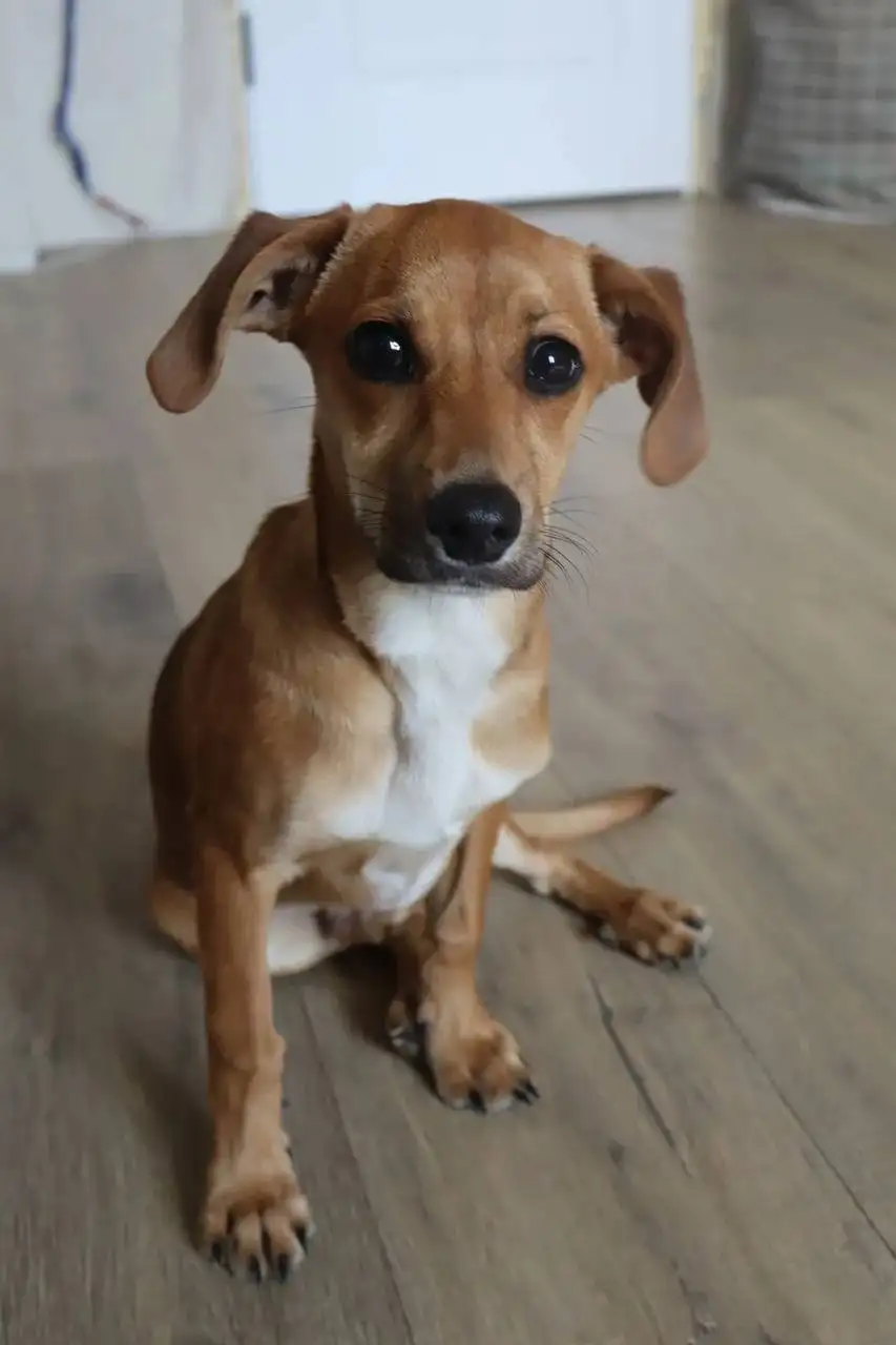 Найдена маленькая рыжая собачка - Собаки (Животные) в Саратов